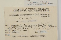 抱莖籟簫藏品圖，第2張