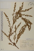牡蒿藏品圖，第1張