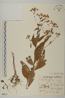 登錄號:S049034藏品圖，第1張