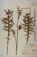 登錄號:S049035藏品圖，第1張