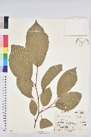 白木烏臼藏品圖，第1張