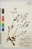 東亞唐松草藏品圖，第1張