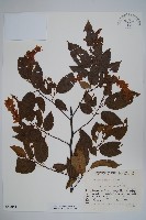 登錄號:S049054藏品圖，第1張