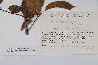 登錄號:S049054藏品圖，第2張