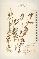 日光黃菀藏品圖，第1張