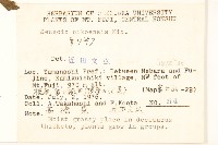 日光黃菀藏品圖，第2張