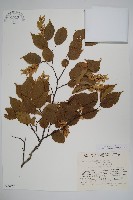 登錄號:S049058藏品圖，第1張