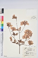 登錄號:S049059藏品圖，第1張
