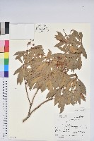 日本馬醉木藏品圖，第1張