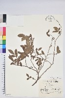 紅果越桔藏品圖，第1張