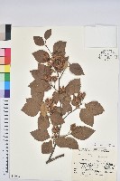 登錄號:S049066藏品圖，第1張