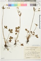 毛茛藏品圖，第1張