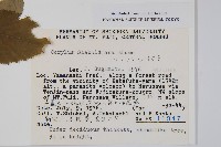 日本榛藏品圖，第2張