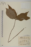 及己藏品圖，第1張