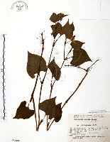 臭腥草、蕺菜藏品圖，第1張