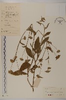 登錄號:S049083藏品圖，第1張