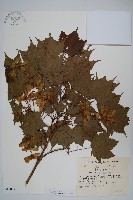 銳齒槭藏品圖，第1張