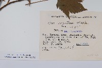 銳齒槭藏品圖，第2張