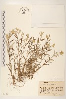 薄雪火絨草藏品圖，第1張