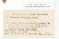 山芥菜藏品圖，第2張