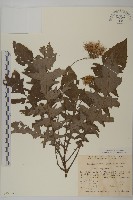 登錄號:S049104藏品圖，第1張