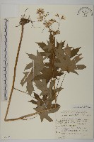 登錄號:S049106藏品圖，第1張