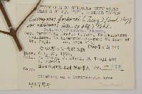 爬行衛矛藏品圖，第2張