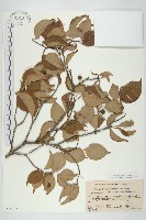 四照花藏品圖，第1張