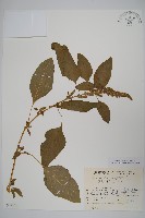 反枝莧藏品圖，第1張