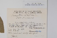 反枝莧藏品圖，第2張