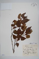 岳樺藏品圖，第1張