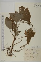 腺梗菜藏品圖，第1張