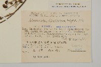 腺梗菜藏品圖，第2張