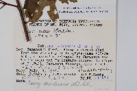 元寶楓, 地錦槭藏品圖，第2張