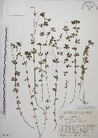 百脈根藏品圖，第1張