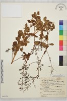 東亞唐松草藏品圖，第1張