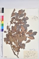 倒卵葉算盤子藏品圖，第1張