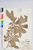 小果南燭藏品圖，第1張