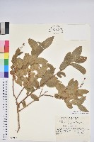 登錄號:S049134藏品圖，第1張
