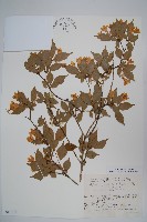 登錄號:S049137藏品圖，第1張