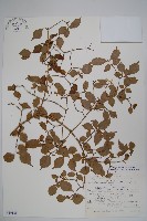 登錄號:S049138藏品圖，第1張