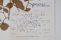 登錄號:S049138藏品圖，第2張