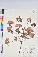 登錄號:S049141藏品圖，第1張