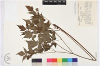 類葉升麻藏品圖，第1張