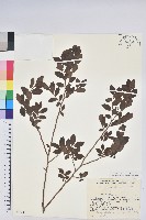 紅果越桔藏品圖，第1張