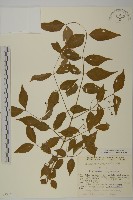 垂絲衛矛藏品圖，第1張