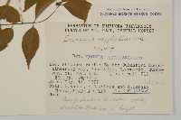 垂絲衛矛藏品圖，第2張