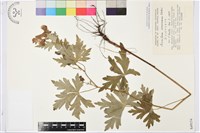 登錄號:S049154藏品圖，第1張