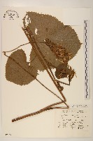 登錄號:S049155藏品圖，第1張