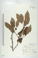 黑棗、君遷子藏品圖，第1張